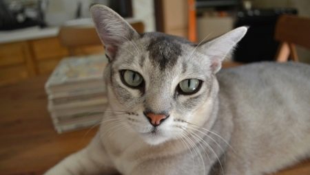 Asiatische Katze: Beschreibung und Art der Rasse, ihr Inhalt
