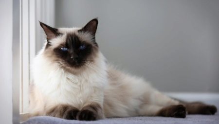Balinéz macska: származás, természet és fogva tartás körülményei