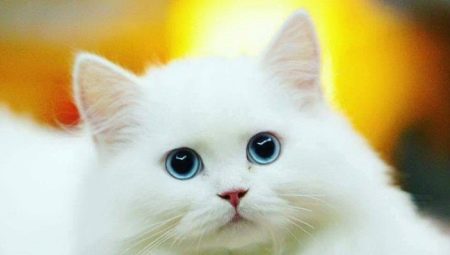 Biele mačky: popis a obľúbené plemená