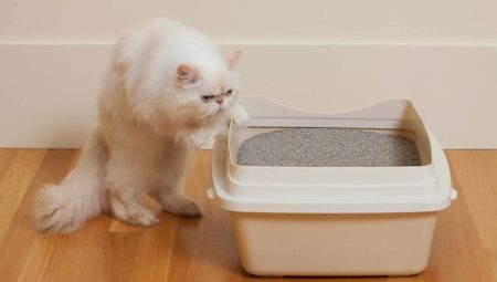 Bentonietbakvulling voor kattenbakvulling: voor-, nadelen en keuzes