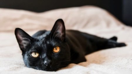 Bombay mačke: karakteristike, izbor, pravila skrbi