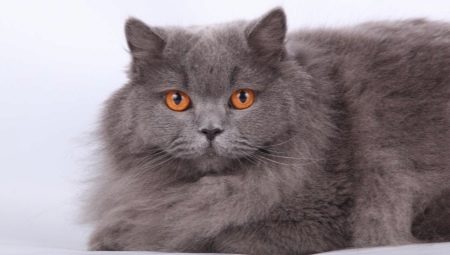 Gato británico de pelo largo: descripción, condiciones de mantenimiento y características de alimentación.