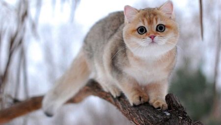 Britse chinchilla: kleuropties voor katten, karakter en inhoud