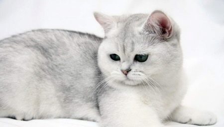חתולים בריטים קצרי שיער: תכונות גזע, וריאציות צבע וכללי שמירה