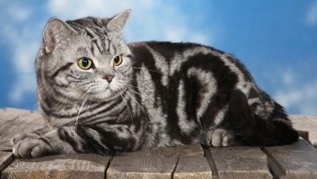 Kucing kucing British: jenis dan kandungan
