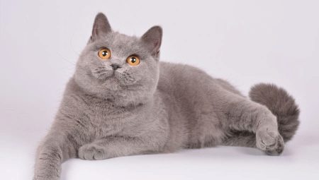 Britské fialové mačky a mačky: popis a zoznam prezývok