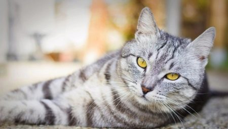 Brit cirmos macskák: hogyan néznek ki, hogyan tárolhatók és nevezhetők el?