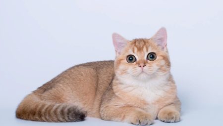 Britu zelta kaķi: krāsu iezīmes un šķirnes apraksts