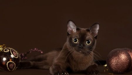 Burmese cat personalidad