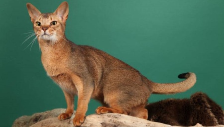 Kucing Ceylon: perihalan baka dan ciri kandungan