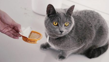 Hogyan etetjük a brit macskákat?