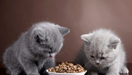 Ako kŕmiť britské mačiatka?
