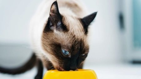 Čím krmit siamské kočky?