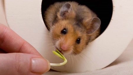 Apa yang harus memberi makan hamster Suriah?