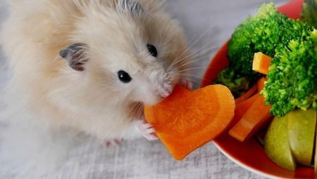 Apa yang dimakan tikus domestik?