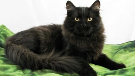 Black Siberian cat: paglalarawan ng lahi at mga tampok ng kulay