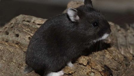 Svarte hamstere: raser og deres egenskaper