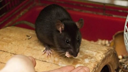 Što jedu domaći štakori?