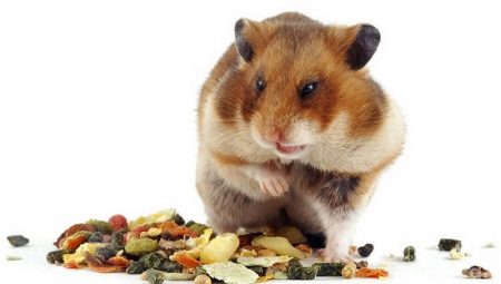 Hamster ăn gì?