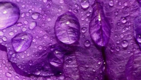 Co znamená fialová v psychologii?