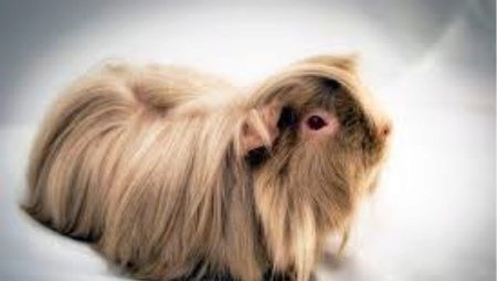 Lợn guinea lông dài: đặc điểm, giống và khuyến nghị chăm sóc