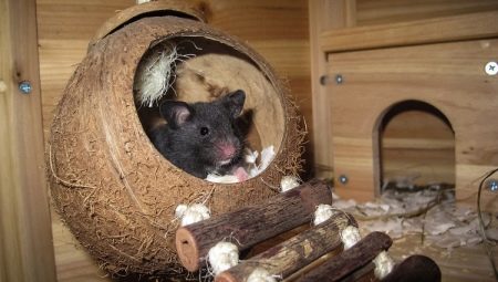 Một ngôi nhà cho một con chuột: làm thế nào để chọn và làm điều đó cho mình?