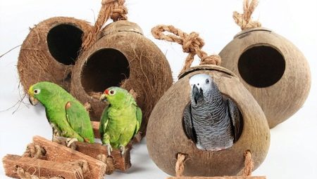 Casa y nido para loros: características de elección, requisitos, reglas de fabricación.