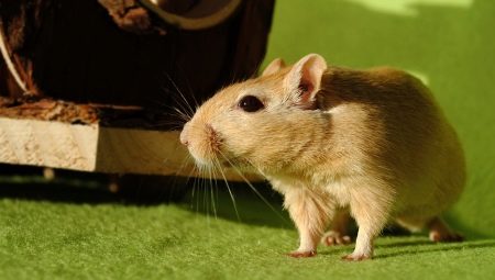 Domestic rodents: paglalarawan, mga uri at mga patakaran ng pag-iingat
