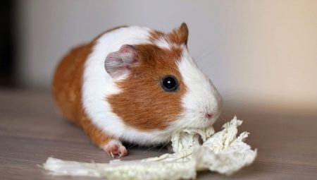 Bahay para sa guinea pig: mga uri at panuntunan sa pagpili