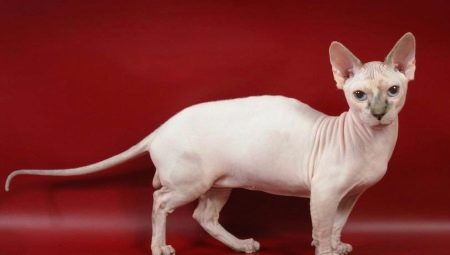 Dwelf: caratteristiche della razza e regole per la cura dei gatti