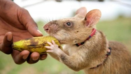 Gambijská krysa: popis a údržba doma