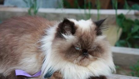 חתולי ההימלאיה: מאפיינים, זנים, בחירה וכללי טיפול
