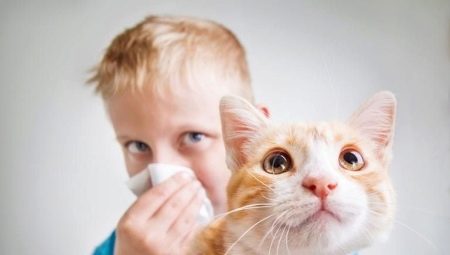 Hypoallergene katten en katten: rassen, kenmerken naar keuze en onderhoud