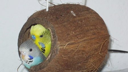 Papagájfészek: kiválasztási jellemzők és gyártási szabályok
