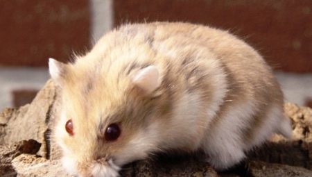 Hamster de Campbell: característiques de la raça, manteniment i cura