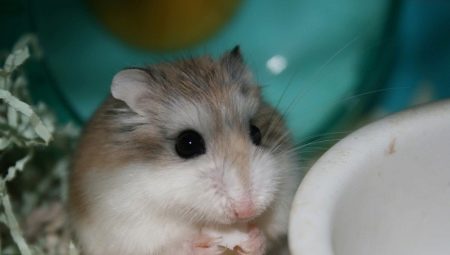 Roborovsky hamster: description, features of keeping and breeding