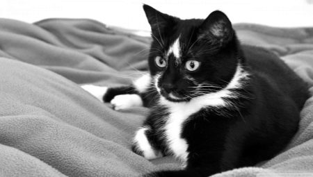 Noms pour chats et chats noirs et blancs
