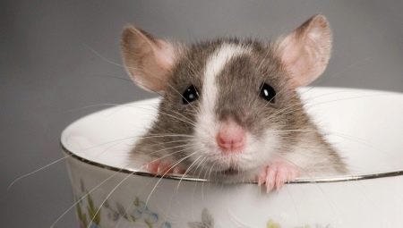 Nama untuk tikus: bagaimana untuk memilih dan melatih?