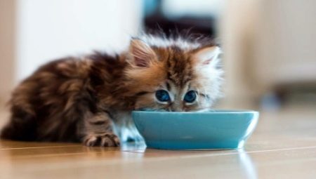 Bagaimana dan apa yang memberi makan kucing?