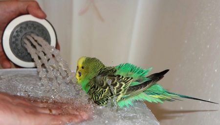 Hvordan bader man en papegøje?