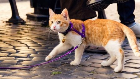 How to put a harness on a cat?