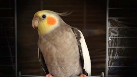 Како научити папагаја коктел да прича?
