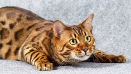 ¿Cómo nombrar a un gato de Bengala?