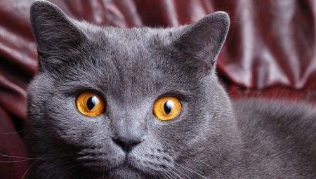 ماذا نسمي قطة بريطانية رمادية اللون؟