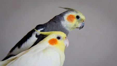 Bir papağan cinsiyeti nasıl belirlenir?