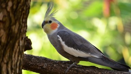 Como determinar a idade de um papagaio calopsita?