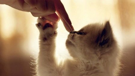 Ako odnaučiť mačku od krmiva pre mačky?