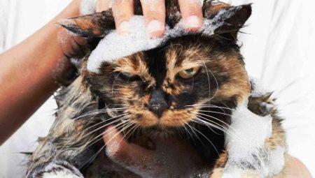 Hvordan vaske en katt hvis han er redd for vann og riper?