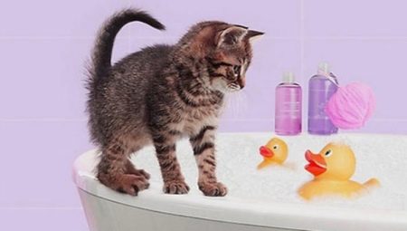 Kā pareizi mazgāt kaķēnu pirmo reizi un kādā vecumā var sākt?