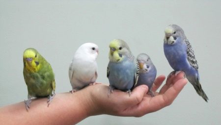 Hogyan szelídítsd a kezedre a papagájt?